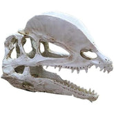 Dinosaur Skull Head Decor